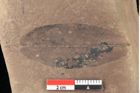 Foto (Detailsansicht) von Quercus palaeoilex Ettingshausen (NHMW-GEO-2024-0188-0754)